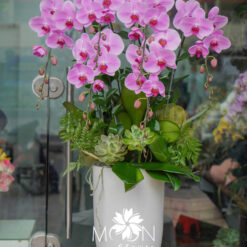CHẬU LAN HỒ ĐIỆP ĐẠI 6 CÀNH – MFOR324