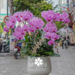 CHẬU LAN HỒ ĐIỆP ĐẠI 6 CÀNH – MFOR329