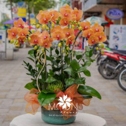CHẬU LAN HỒ ĐIỆP ĐẠI 6 CÀNH – MFOR350
