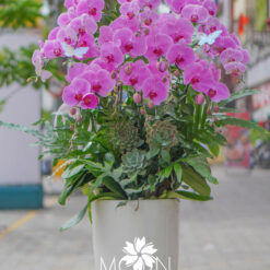 CHẬU LAN HỒ ĐIỆP ĐẠI 10 CÀNH – MFOR354
