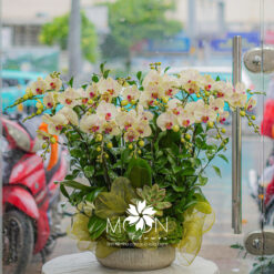 CHẬU LAN HỒ ĐIỆP MINI 12 CÀNH – MFOR357