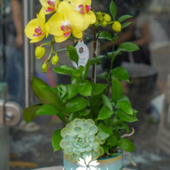 CHẬU LAN HỒ ĐIỆP ĐẠI 1 CÀNH – MFOR355