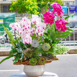 CHẬU LAN HỒ ĐIỆP ĐẠI GHÉP LŨA 8 CÀNH – MFOR390