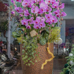 CHẬU LAN HỒ ĐIỆP ĐẠI 17 CÀNH – MFOR425