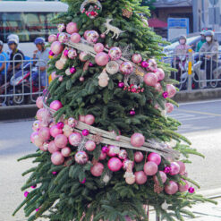 CÂY THÔNG NOEL N7
