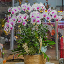 CHẬU LAN HỒ ĐIỆP ĐẠI 8 CÀNH – MFOR434