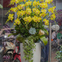 CHẬU LAN HỒ ĐIỆP ĐẠI 22 CÀNH – MFOR429