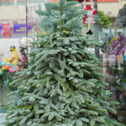 CÂY THÔNG NOEL N11