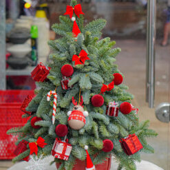 CÂY THÔNG NOEL N7