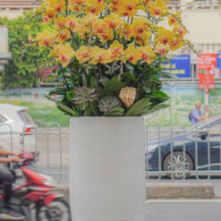 CHẬU LAN HỒ ĐIỆP ĐẠI 20 CÀNH – MFOR466