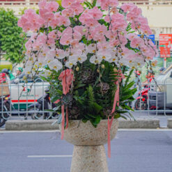 CHẬU LAN HỒ ĐIỆP ĐẠI 25 CÀNH – MFOR486
